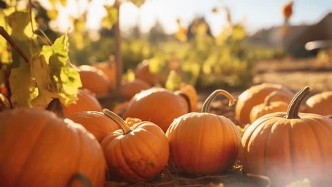 pumpkin in the farm at autumn season Stock Video