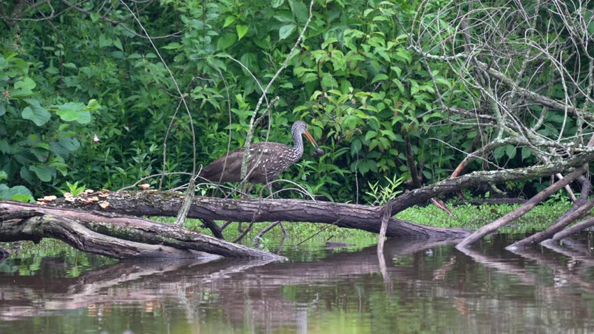 A limpkin or Aramus guarauna wading around in a dirty lake in the late evening light looking for food.