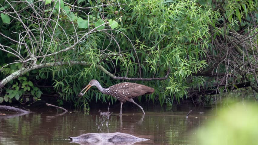 A limpkin or Aramus guarauna wading around in a dirty lake in the late evening light looking for food.