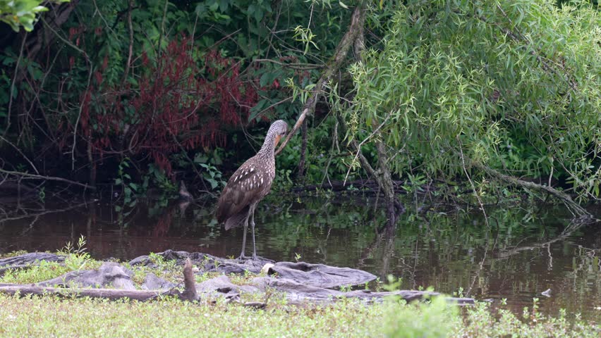 A limpkin or Aramus guarauna standing on a weathered piece of wood in a lake preening its feathers.