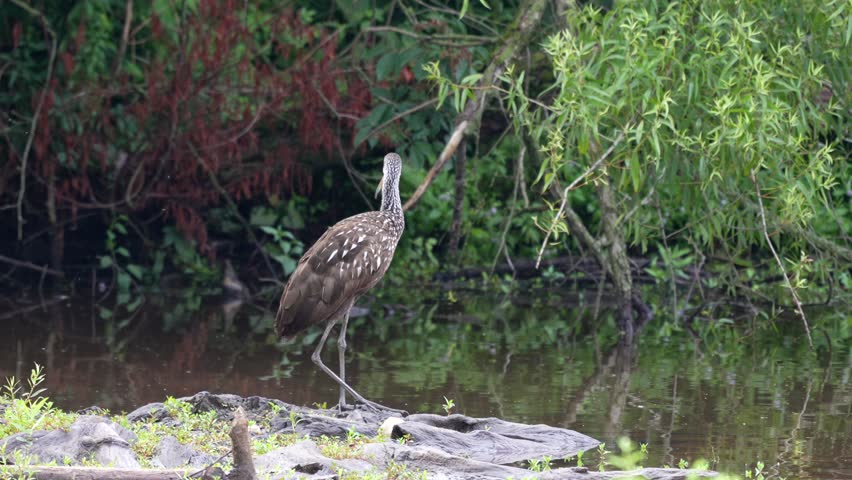 A limpkin or Aramus guarauna standing on a weathered piece of wood in a lake preening its feathers.