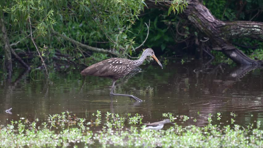 A limpkin or Aramus guarauna wading around in a dirty lake in the late evening light looking for food.