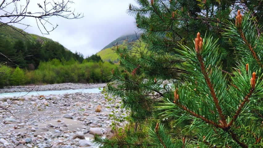 The fog is spreading over the pine forest. Branches of fir trees against the background of a mountain river on a foggy day. Morning in the mountains in rainy cloudy weather. North Ossetia. Digor Gorge