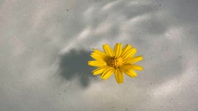 In the video, small yellow daisies in full bloom float on the water under the light.