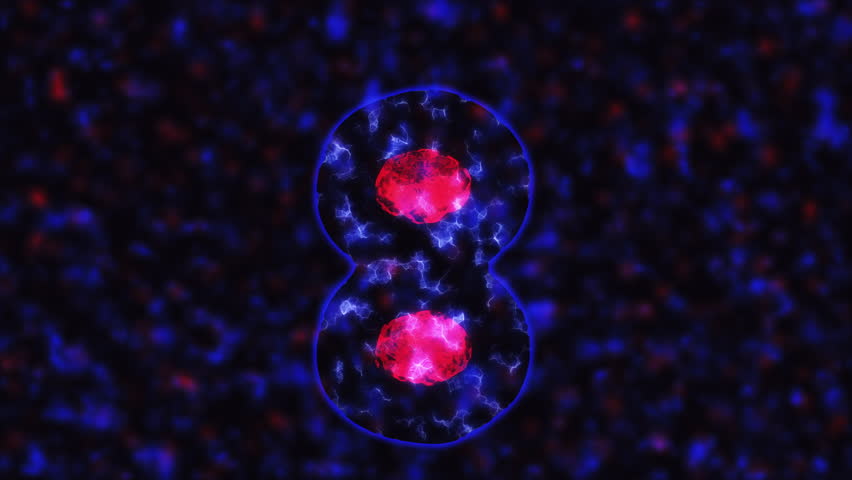 Cells division under the microscope