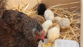 the mother hen feeds her chicks with pieces of boiled egg close-up