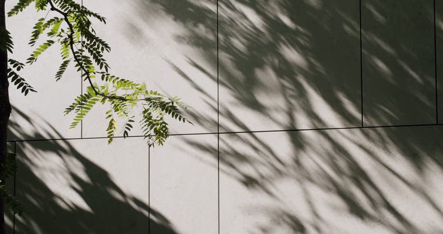 Summer sunlight and green branch of tree with shadow on beige tiled wall outdoors. Swaying leaves reflection on building. Abstract background