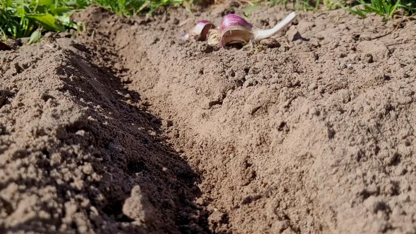 How to plant garlic. The process of planting garlic cloves for the winter, plant winter garlic. Royalty-Free Stock Footage #1108794105