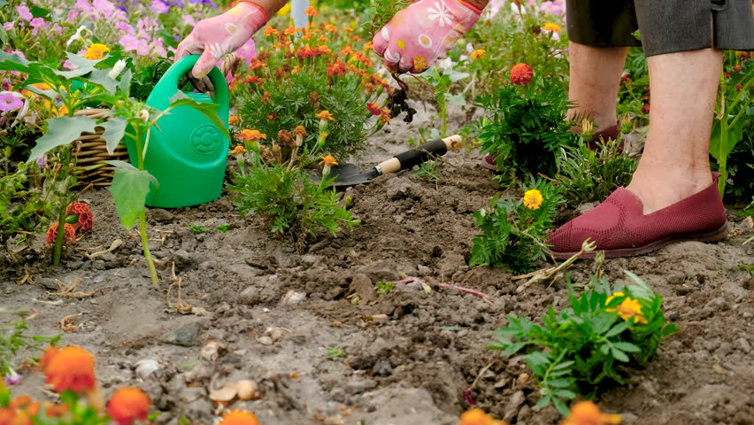 Grandmother is planting flowers in the garden. Selective focus.