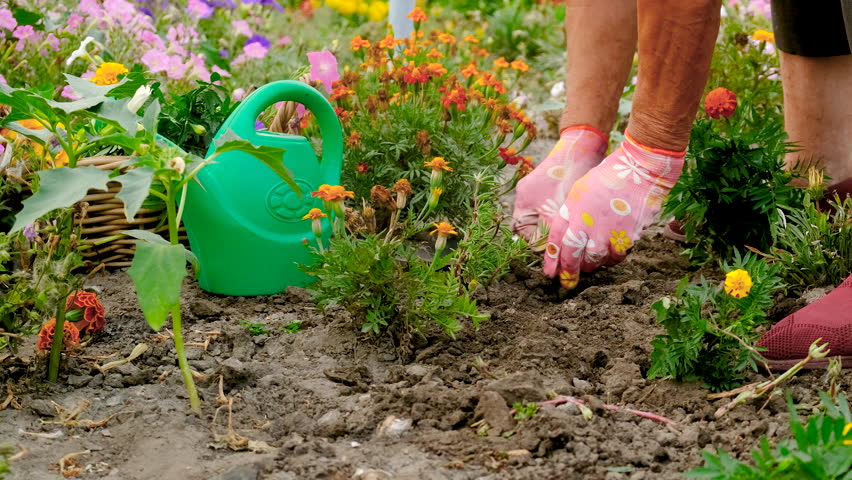 Grandmother is planting flowers in the garden. Selective focus.
