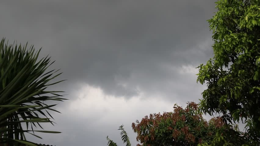 Leaves blown by the wind with rain and clouds in the black sky. During the rainy season. Tropical forest.