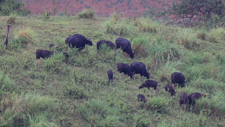 A herd of gaur grazing on meadows, in the mountains. | Shutterstock HD Video #1108797029