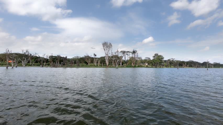 Beautiful African Fish-Eagle, haliaeetus vocifer, swooping down and catching a fish from the blue water, Naivasha lake, Kenya, Anfrica