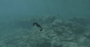 Enchanting footage of a seahorse gracefully swimming above vibrant aquatic plants. 3 versatile video shots for seamless montage. Seahorse floating in weightlessness