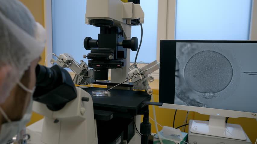 Embryologist performs an artificial fertilization of human egg at the laboratory. Laboratory embryologist fertilizing the egg with the probe. Laboratory fertilization conducted by an embryologist. IVF Royalty-Free Stock Footage #1108805293
