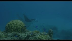 Manta Ray soaring above the camera, silhouetted against the sun. Perfect for website video banners.