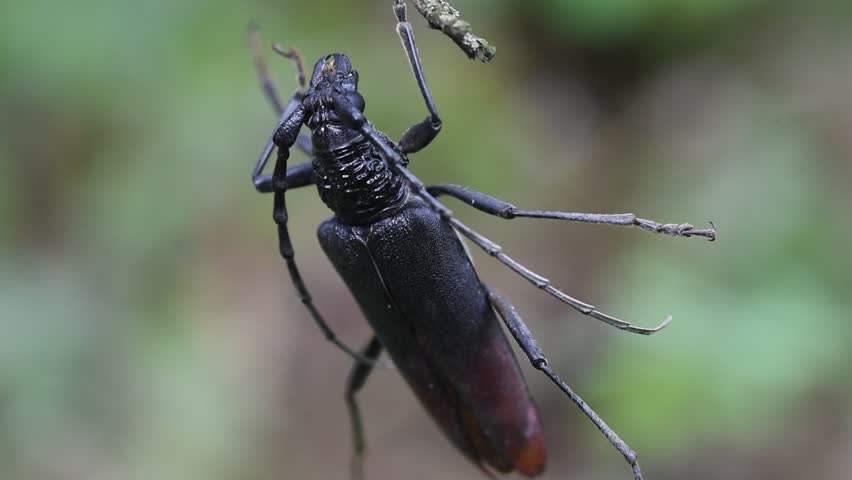 Great capricorn beetle cerambyx cerdo hanging from a branch in the forest