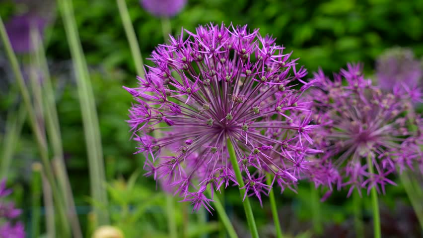 Purple Star of Persia flower in Dubh Linn Garden, Dublin, Ireland. Close-up, macro