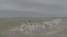 Nesting colony of Curlew Pelicans and big cormorants. Wild birds incubating eggs on nests. Breeding season in fish-eating birds, high nests on a safe island. Slow motion video, 10 bit ungraded D-LOG