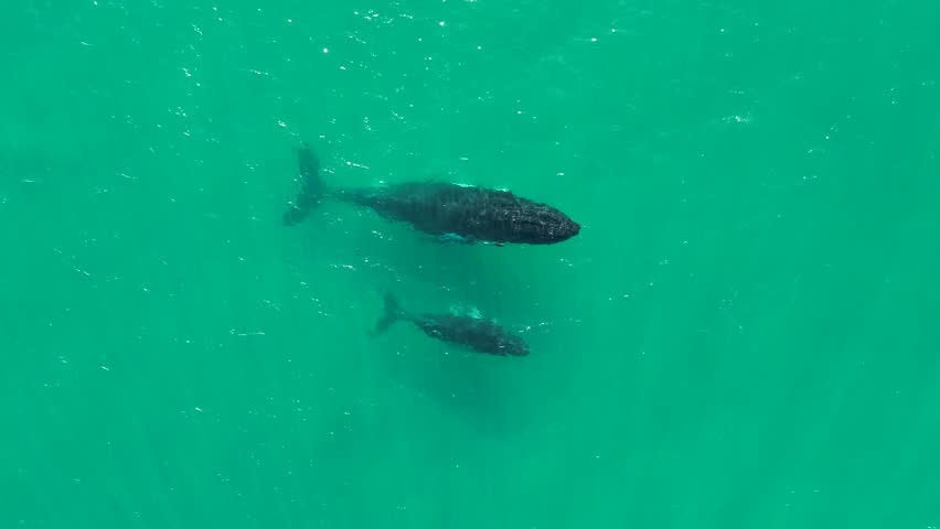 Drone aerial Southern Right Whale and baby calf marine mammal sea life travel tourism bay Kempsey Crescent Head NSW Australia 4K Royalty-Free Stock Footage #1108818759