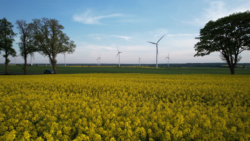Cars Traveling on Countryside Road Between Yellow Rapeseed and Green Rye Fields in Spring with a View of Wind Turbine Farm in Background - Aerial low angle dolly right - Car Trip Adventure in Poland