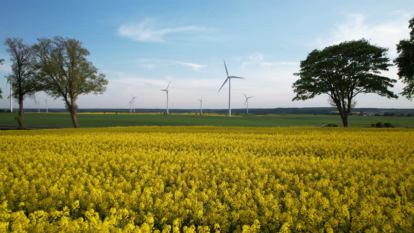 Car Driving Through Blooming Yellow Rapeseed Canola Field with Energy Producing Wind Turbines in Backdrop in Poland Countryside - Aerial low angle push back  Royalty-Free Stock Footage #1108818827