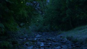 High-sensitivity video recording of many fireflies dancing wildly.