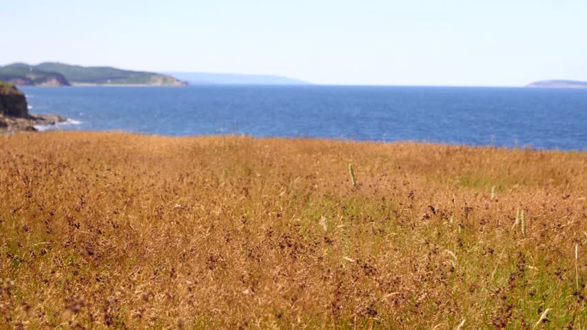 Gorgeous shot of golden grass blowing in the wind on a hill by the ocean