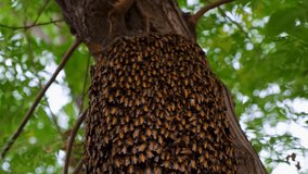 Honey. Honeycomb close up. Beautiful footage of honeycomb. Bees swarming on honeycomb, extreme macro footage. Honey bees close up. Bees working on honeycomb. Honeycombs and honeybees concept 