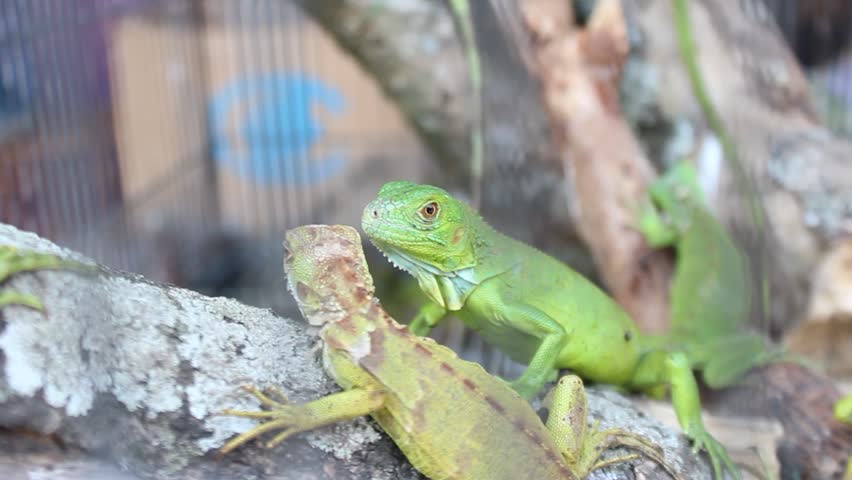 Many iguana in cages are for sale at the pet market Royalty-Free Stock Footage #1108828327