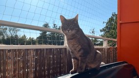 The cat is sitting on the balcony against the blue sky. Cat safety net on the balcony. the video was taken by hand