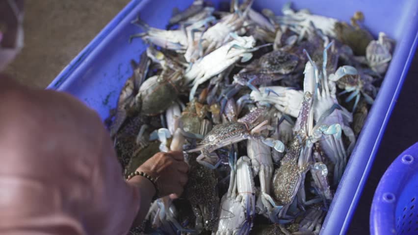 Fishermen sort out the size of blue swimming crabs in blue plastic tubs. Royalty-Free Stock Footage #1108836007