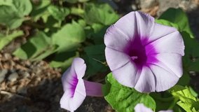 white and purple flowers video, Ipomoea Batatas is sweet potato flowers