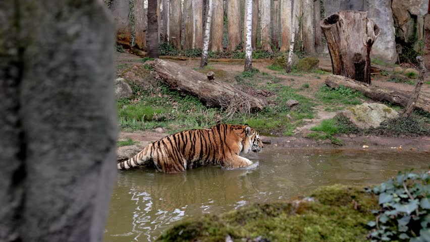 A wild adult tiger walks in the water in search of prey. Concept of wildlife and wild animals. Orange-striped raptor, majestic appearance | Shutterstock HD Video #1108838545