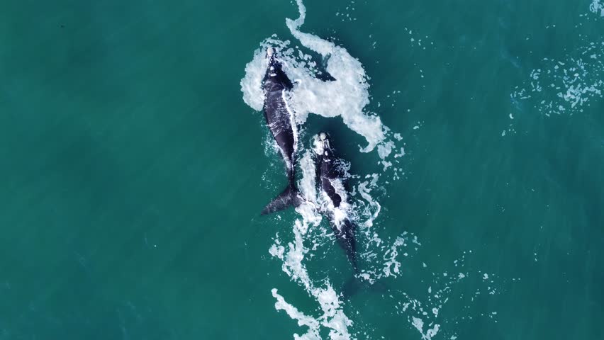 A pod of majestic whales swimming harmoniously together in their natural ocean habitat in Hermanus, South Africa.  Royalty-Free Stock Footage #1108838899