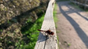 Dragonfly in the sun on a wooden railing. For video presentation, advertising.	