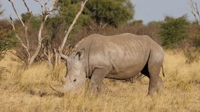 An endangered white rhinoceros (Ceratotherium simum) walking in natural habitat, South Africa