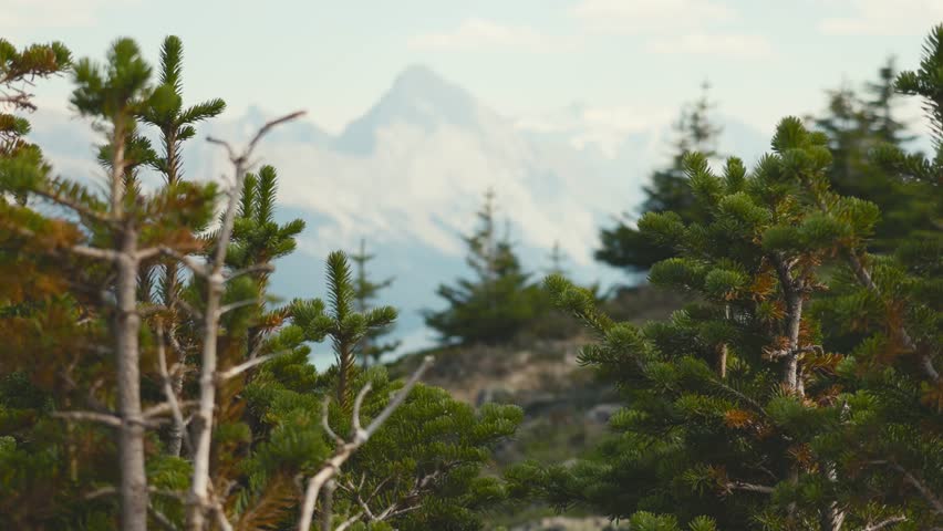 A closeup view of pine trees and the mountains of Jasper National Park in the background, on a clear blue sunny day. Hiking at the Bald Hills Trail in Canada