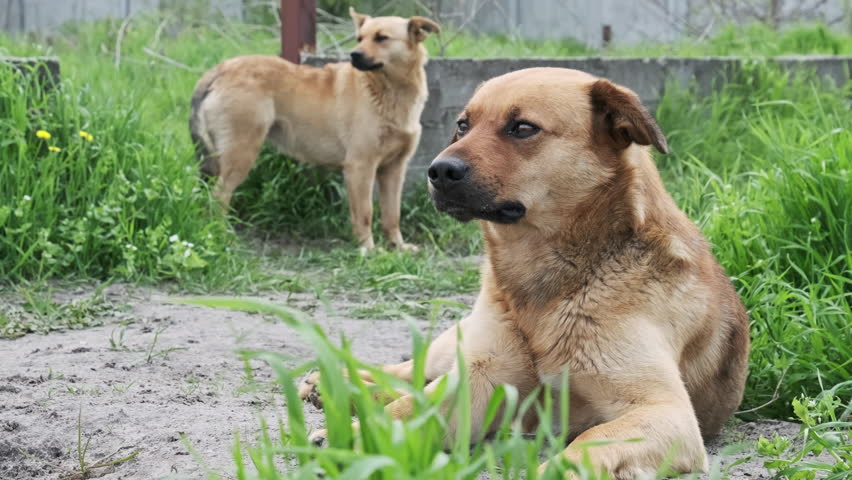 Two stray dogs resting on the ground and sadly looking around in springtime, close-up. Sad alone red-haired homeless outbred dogs lying side the countryside road. The lonesome mongrels in slow motion Royalty-Free Stock Footage #1108848913