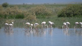  flamingos feeding in the wetland