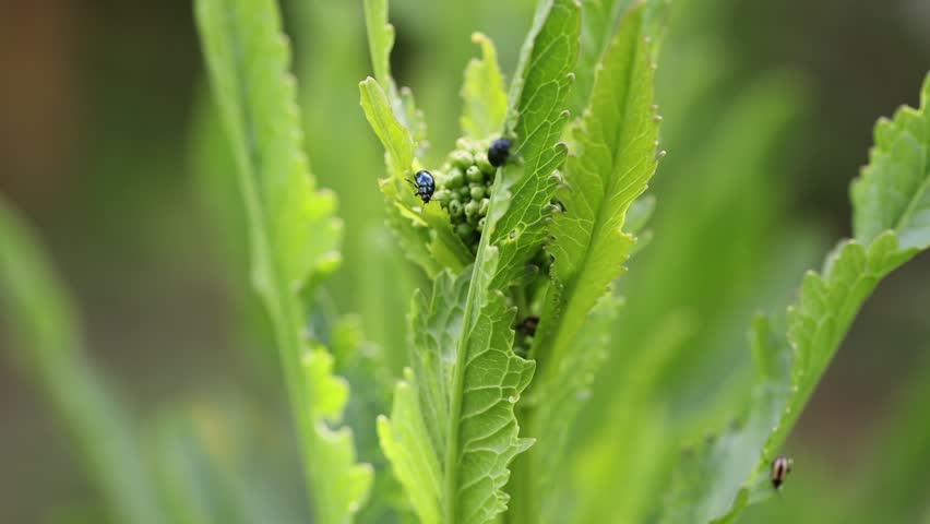 Cruciferous rapeseed fleas on a horseradish leaf Royalty-Free Stock Footage #1108849959