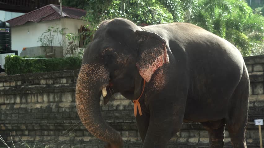 Real Sri Lankan Elephant in the field Traditional Perahara season in Kandy Sri Lanka  | Shutterstock HD Video #1108851663