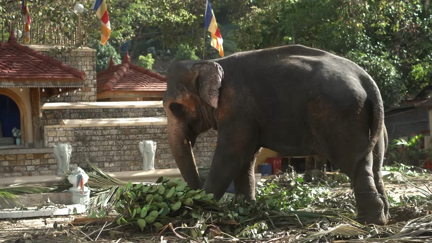 Real Sri Lankan Elephant in the field Traditional Perahara season in Kandy Sri Lanka  | Shutterstock HD Video #1108851667