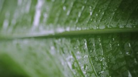 VERTICAL VIDEO: Big exotic leaves. Raindrops running down in slow motion.