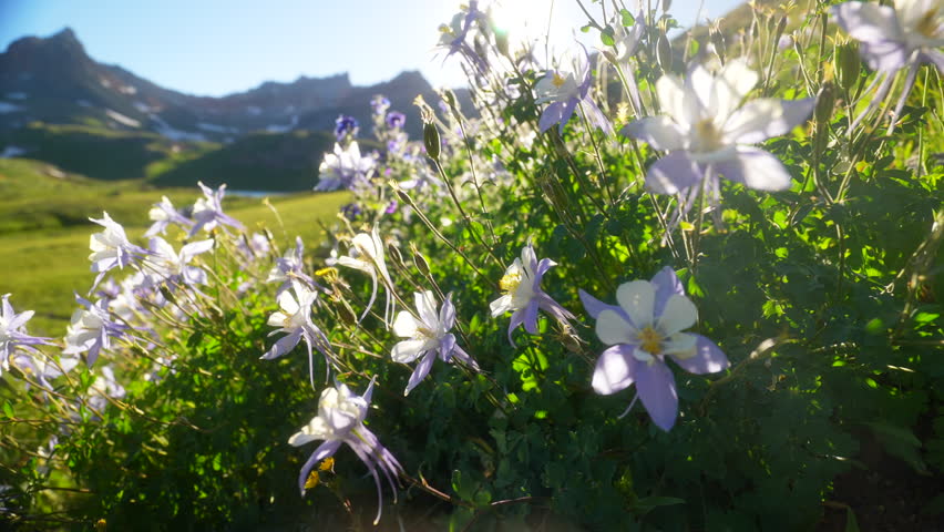 Cinematic summer Colorado wildflower purple state Columbine bright afternoon sunlight sun flare Rocky Mountains Silverton Telluride Ice Lake Basin Trail stunning view of snow peaks slider to the left