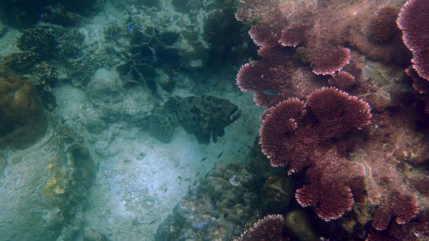 Underwater, a tiger grouper fish roams the tropical ocean. Its colorful and exotic appearance adds to the beauty of the marine life. Concept of tropical underwater wildlife.