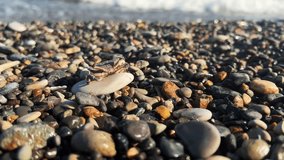 4K video. Small crab sits on stone on seashore. Pebble beach of Batumi. Ocean coast. Concept of sea tourism, summer vacation, travel, rest, relax. Waves crash on shore. Sunny day. Sea animal, seafood