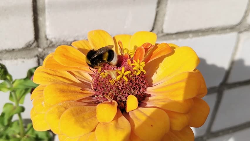 Furry bumblebee collecting pollen.Zinnia elegans orange flower near house. Pollination Garden on balcony. Home Gardening. Comfortable environment. Green ecology in city. Sustainable Living. Landscape