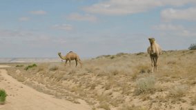 Herd of camels crossing the road in desert. 4k video footage UHD 3840x2160