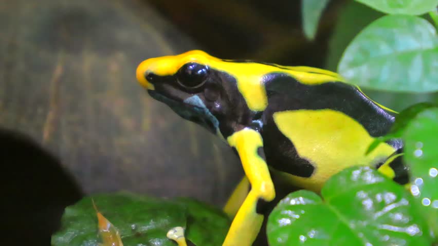 Close up shot of Golden Poison Frog (Phyllobates terribili) perched on leaves in nature